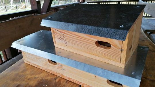 Łukowscy leśnicy chcą pomóc jerzykom 