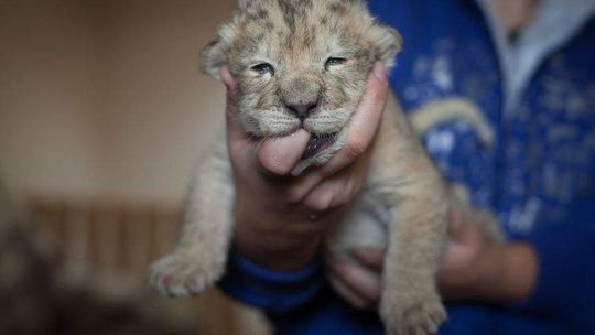 Lwica urodziła, a potem go odrzuciła. Parysa nakarmi psia mamka