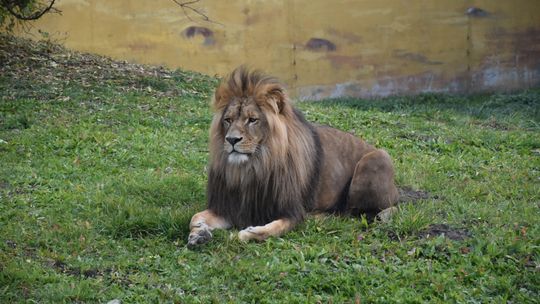 Lwu nie zaburczy w brzuchu. W zamojskim zoo czekają na nowe zwierzęta