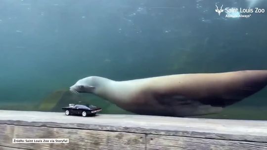 Lwy morskie z zoo w Saint Louis uwielbiają ścigać się… z samochodzikami