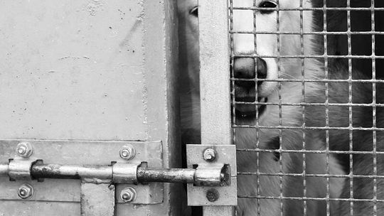 Mądra adopcja w bibliotece