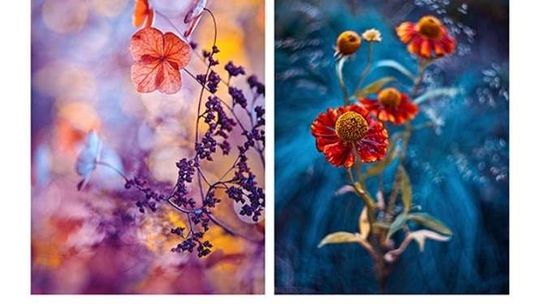 Magiczne ogrody Magdaleny Wasiczek. Wystawa w Zamościu