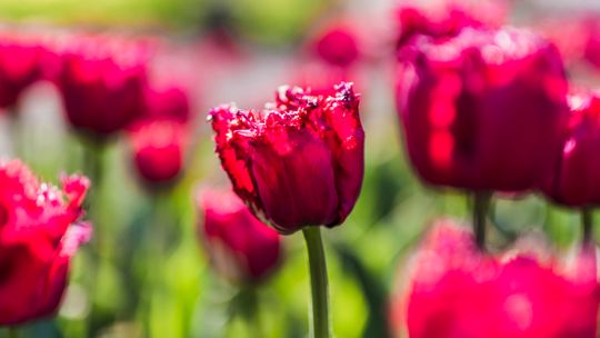 Magiczne Ogrody ochrzciły stworzonego dla nich tulipana