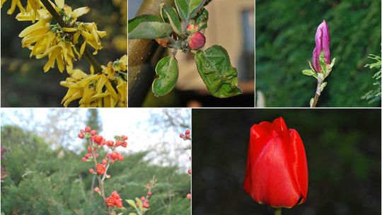Maj w ogrodzie. Czy rozpoznajesz te rośliny? Sprawdźmy to! QUIZ