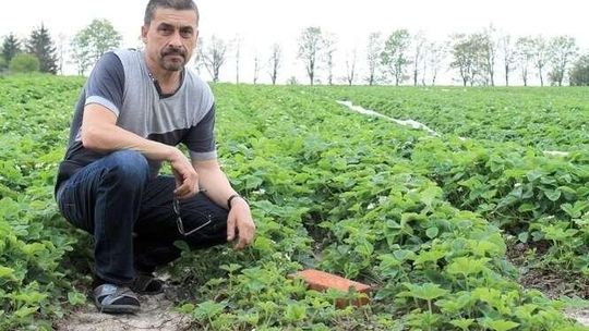 Majowe przymrozki zaszkodziły truskawkom. Będą droższe. "Przez 30 lat nie widziałem czegoś takiego"
