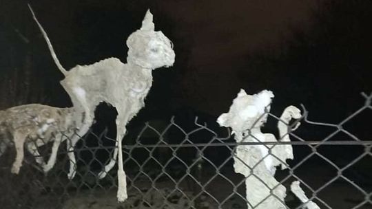 Makabra. Przechodnie widzą zamarznięte truchła kotów na siatce