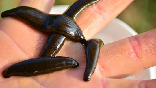 Makabryczna śmierć. Pijawki wyssały z mężczyzny krew