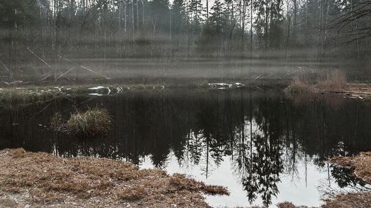 Makabryczne odkrycie na bagnach. Syn podejrzany o zabójstwo matki