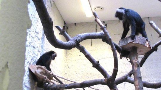 Makaki wanderu: Nowe małpki w zamojskim zoo