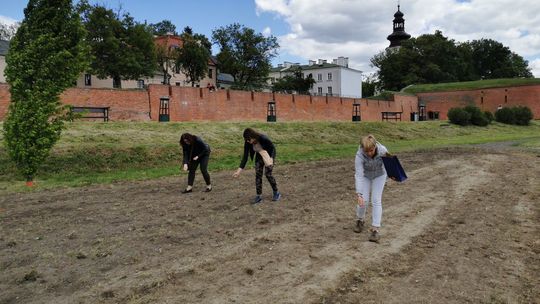 Maki, chabry i goździki. Nowe miejskie łąki w Zamościu [zdjęcia]