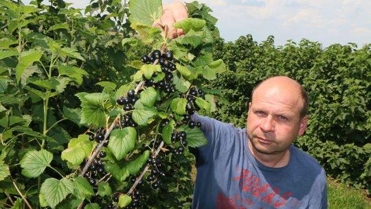 Mała, czarna i bardzo tania. Plantatorzy mają problem z porzeczkami
