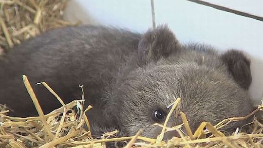 Mała niedźwiedzica trafiła do kliniki weterynaryjnej w Przemyślu