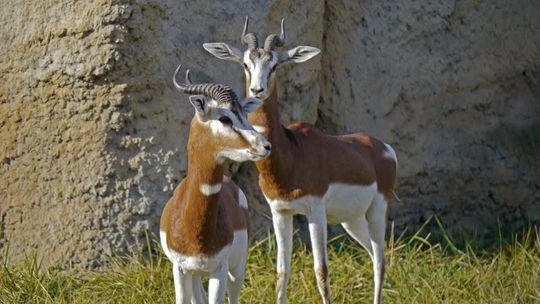 Gazela ZOO Zamość