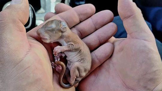 Mała wiewiórka wypadła z dziupli. Pomogli jej policjanci