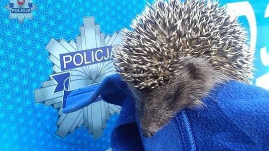 Małe jeże zamieszkały przy komendzie policji w Puławach