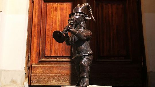 Małe koziołki mogą ozdobić centrum Lublina