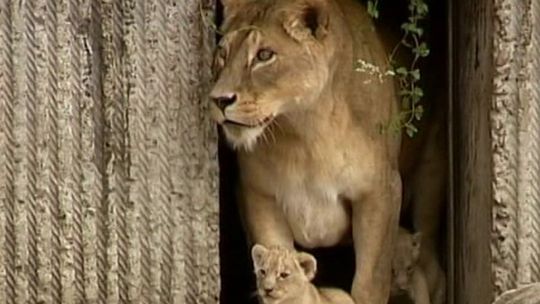 Małe lwy zadebiutowały na wybiegu w zoo w Kopenhadze