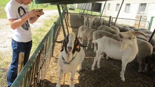 Małe przeżuwacze, duża sprawa. Kozy z Bezku zobaczysz w Sitnie
