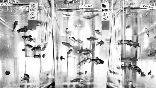 Małe rybki pomogą w leczeniu oczu? Naukowcy z Lublina chcą wykorzystać ich umiejętności