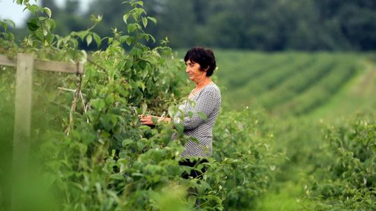 Maliny i porzeczki w tym roku nie dały zarobić
