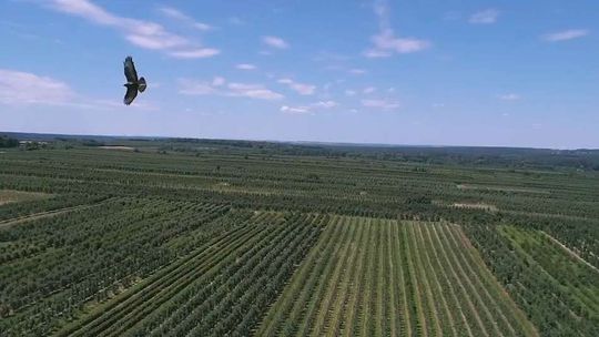 Maliny, jabłka i drużyna robotyki. Spot promujący powiat kraśnicki pokażą telewizje [wideo]