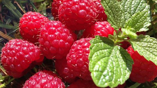 Maliny z Ukrainy i ryż z Birmy nie wjechały do Polski