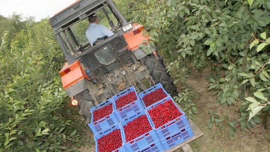 Mało chętnych do zbioru owoców? Nie w woj. lubelskim