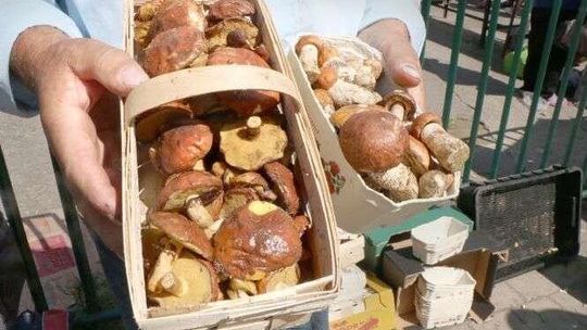 Mało grzybów w lubelskich lasach. Muchomorem zatruło się już pięć osób