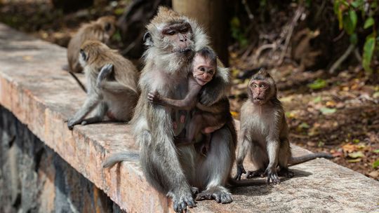 Małpia ospa dotarła do Europy. Jak się przenosi, jakie objawy, jaka śmiertelność?
