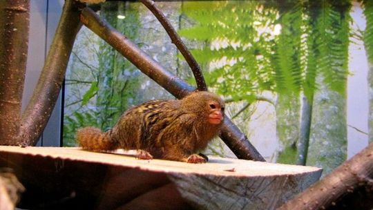 Małpka pigmejka w sklepie zoologicznym (zdjęcia, wideo)