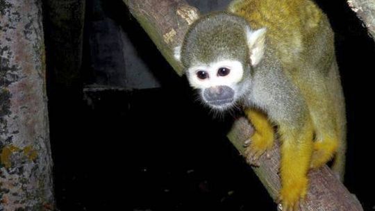 Małpki \"trupie główki\" zamieszkały w zoo w Zamościu (zdjęcia)