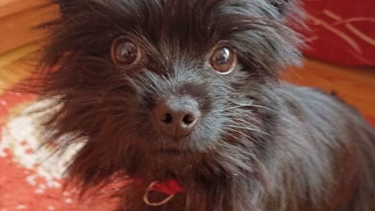 Mały Gucio dał nogę. Policjanci ruszyli do akcji