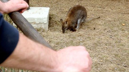 Mały kangur bennetta uciekł z zoo i biega po okolicach. "Nie jest groźny dla ludzi"