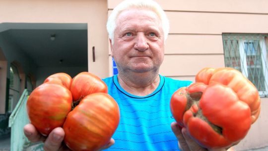 Mam patent na wielkie pomidory