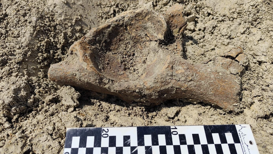 Mamuty żyły na Lubelszczyźnie? Kolejne sensacyjne odkrycie na budowie trasy S17