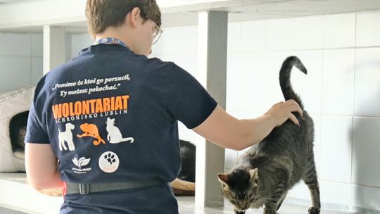 Wolontariuszka schroniska głaszcze kota