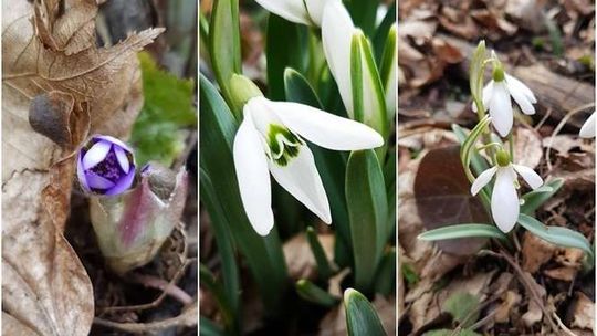 Mamy pierwsze oznaki wiosny. Ale zima jeszcze wróci