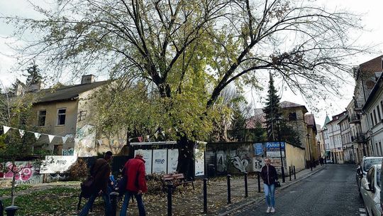 Mamy Zielony Budżet, ale brakuje nam drzew