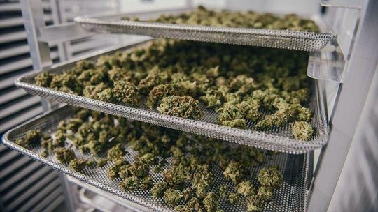 Marihuana medyczna już w aptekach? "Dementujemy te doniesienia"