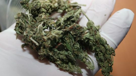 Marihuana w bagażniku audi