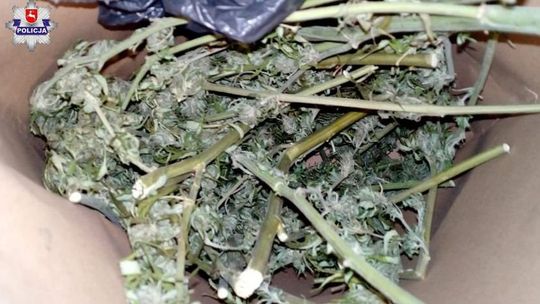 Marihuana w domku na działce. "Mężczyzna był zaskoczony wizytą policjantów"