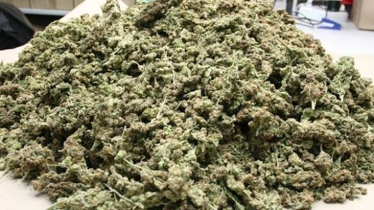 Marihuana za pół miliona złotych w mieszkaniu na Kalinowszczyźnie (wideo)