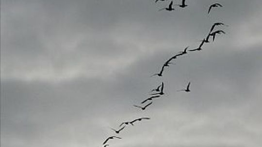 Mariusz Wilk, \"Lotem gęsi. Dziennik północny”