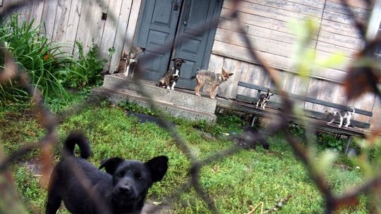 Markuszów: Kilkadziesiąt psów na posesji. Uciekają i atakują ludzi