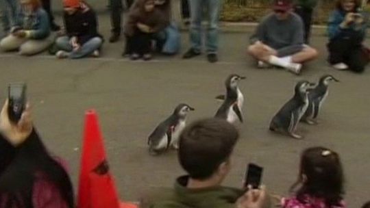 Marsz pingwinów w San Fransisco (wideo)