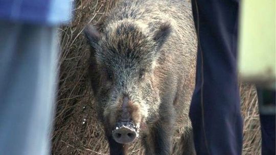Marszałek chce odstrzelić wszystkie dziki. W woj. lubelskim może ich żyć 25 tys.