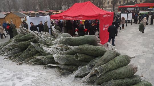 Marszałek województwa lubelskiego będzie rozdawał choinki w czterech miastach