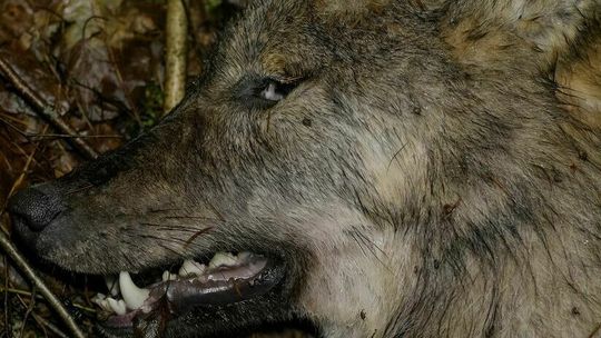 Martwe bieliki i wilk. Prokuratura zleciła sekcję zwłok 