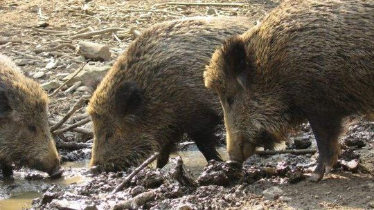 Martwe dziki w Białej Podlaskiej. Trwają badania