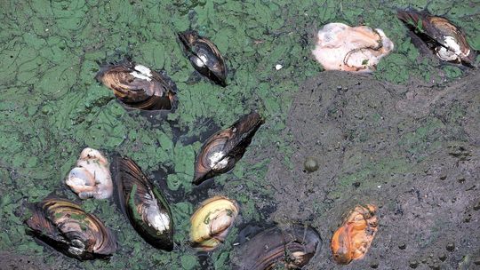 Martwe małże w Zalewie Zemborzyckim: żołnierze i strażacy przyjdą z pomocą